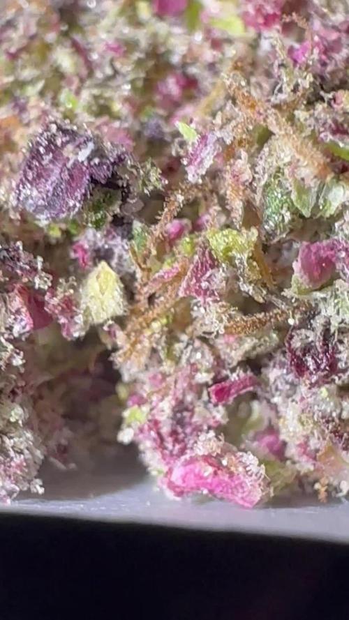 AU79 (bridal party x the queen)