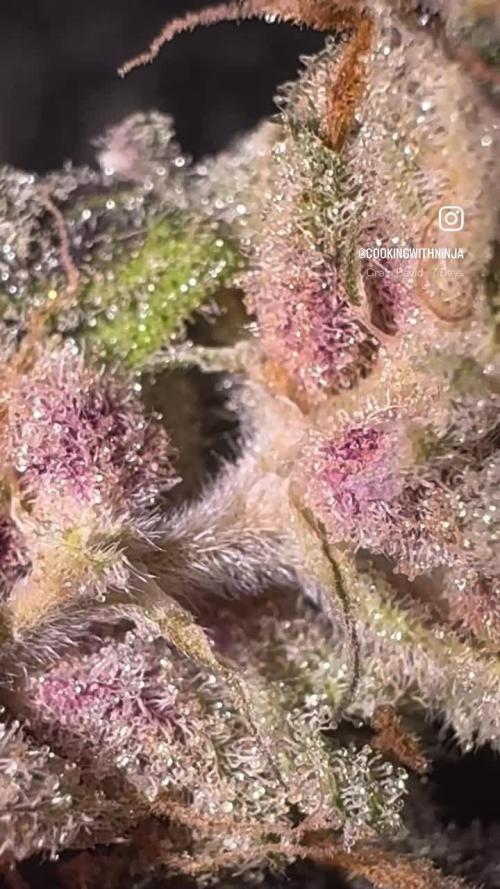 AU79 (bridal party x the queen)