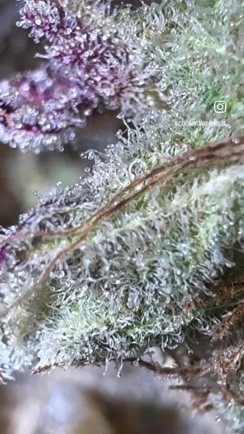 AU79 (bridal party x the queen)