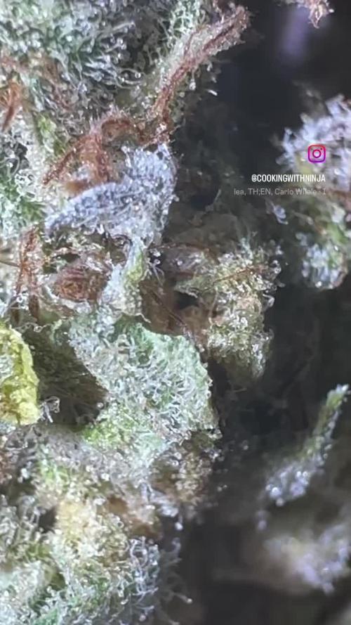 AU79 (bridal party x the queen)