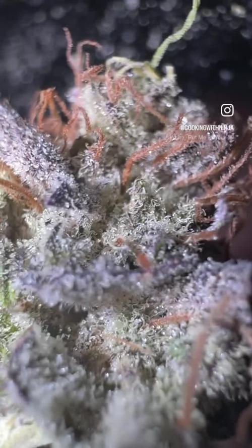 AU79 (bridal party x the queen)