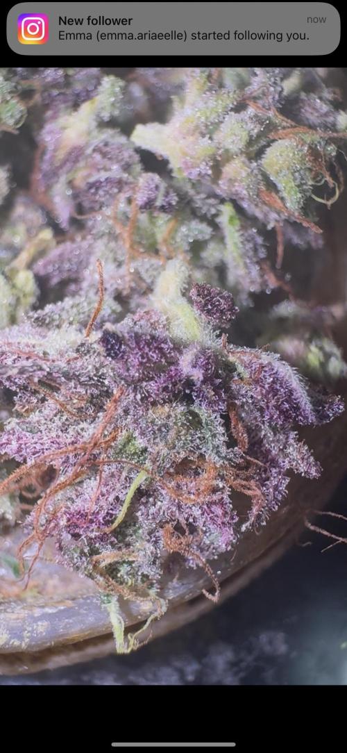 CMYK. Week 9 - Nugs at 8