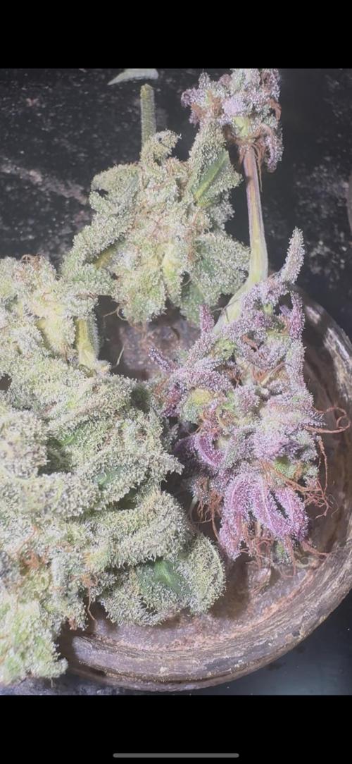 CMYK. Week 9 - Nugs at 8