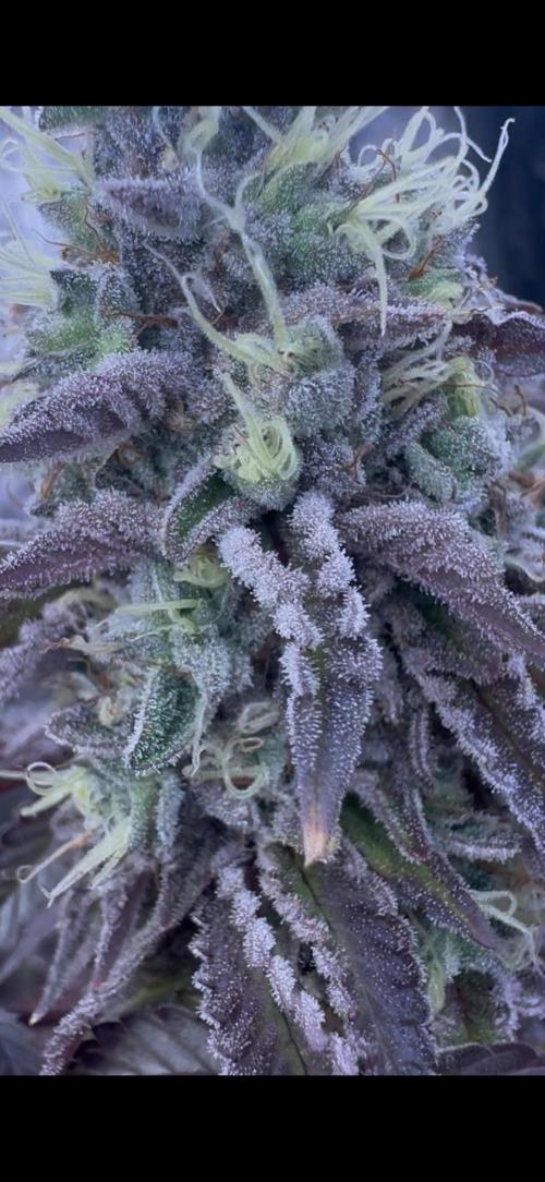 CMYK. Week 9 - Week 8