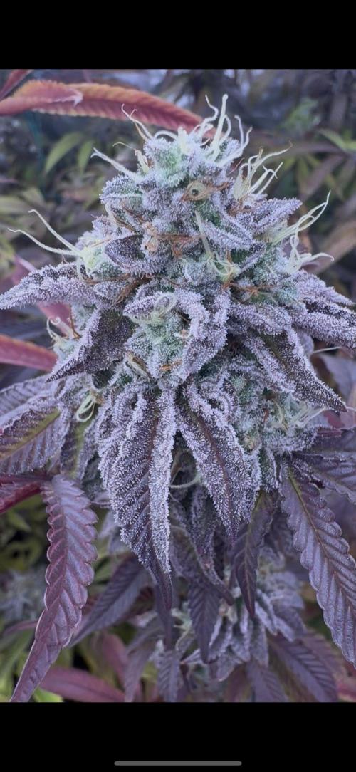 CMYK. Week 9 - Week 8 13 month reveg