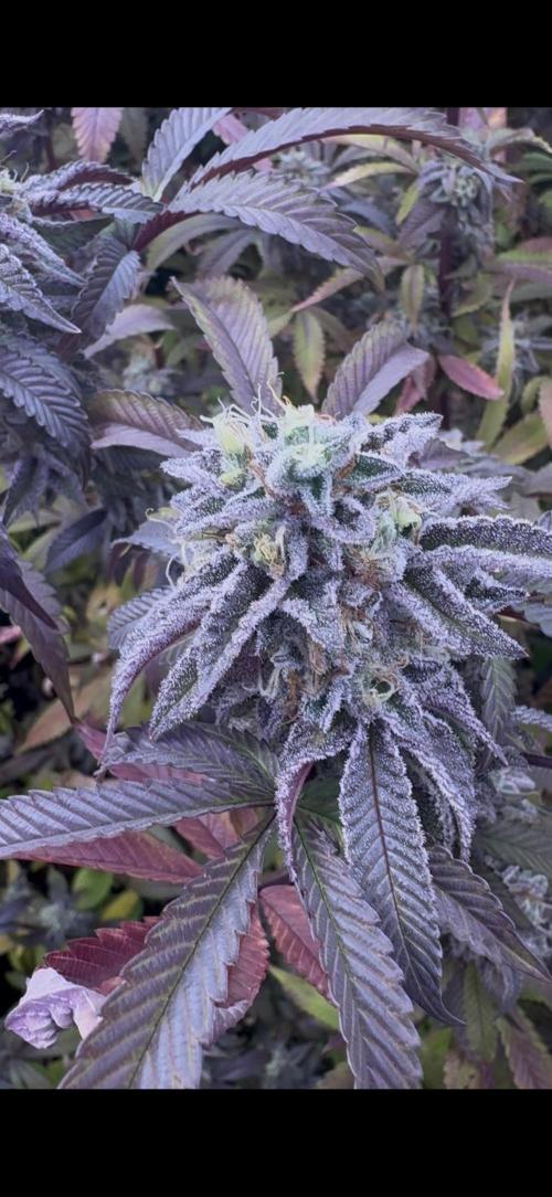 CMYK. Week 9 - Week 8 13 month reveg