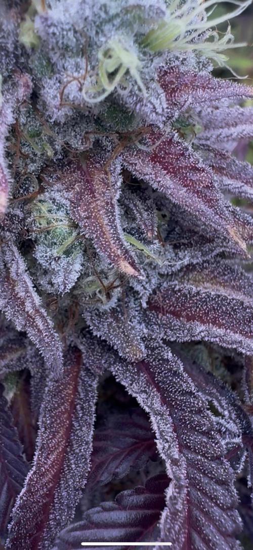 CMYK. Week 9 - Week 8 13 month reveg