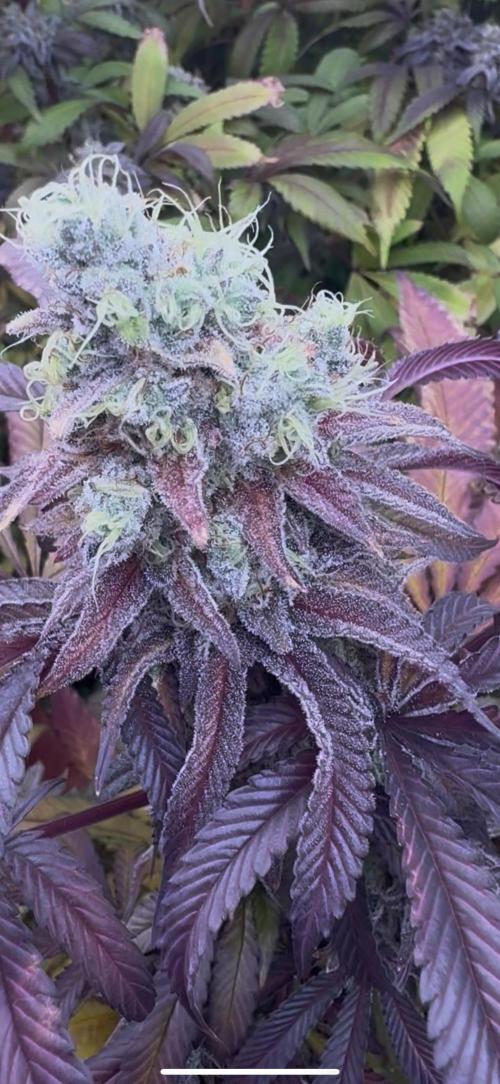 CMYK. Week 9 - Week 8