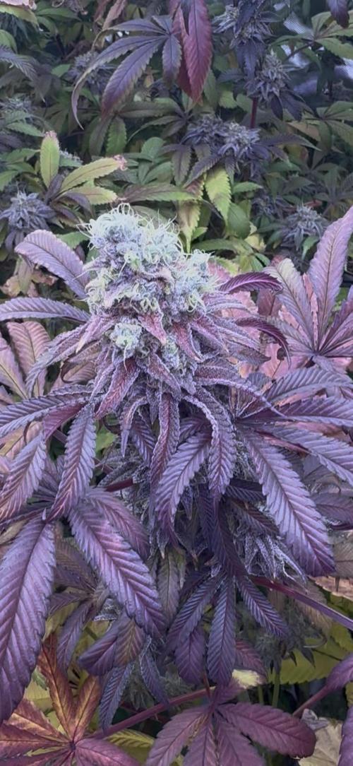 CMYK. Week 9 - Week 8