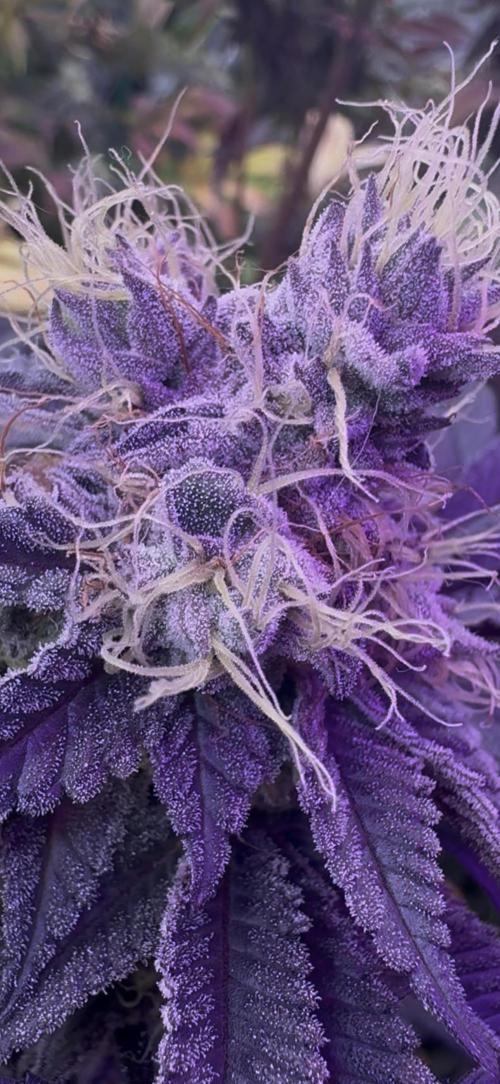 CMYK. Week 9 - Week 8