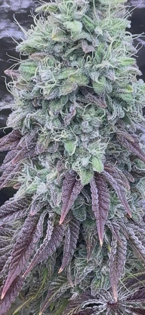 CMYK. Week 9 - Week 8