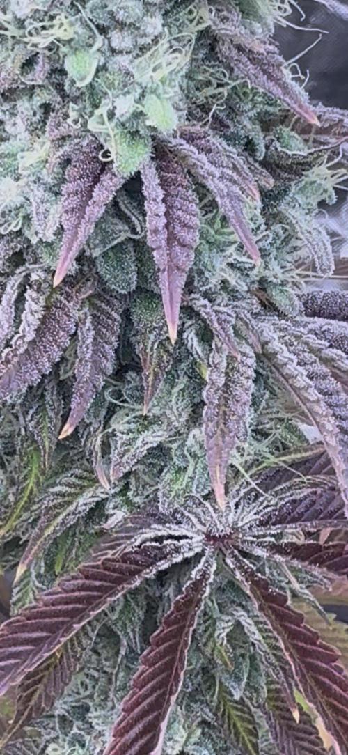 CMYK. Week 9 - Week 8