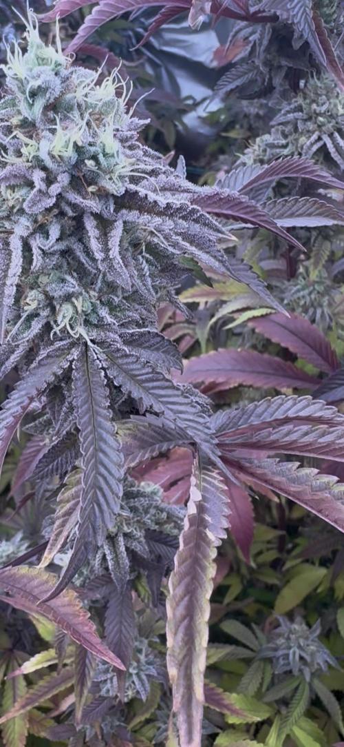 CMYK. Week 9 - Week 8