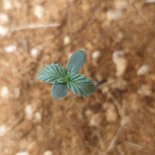 Psychedelic Journey . Week 1 - LSD-25