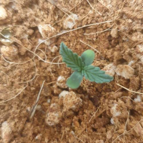 Psychedelic Journey . Week 1 - Strawberry Cheesecake