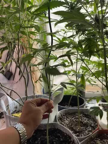 Photo fast buds papaya sherb
