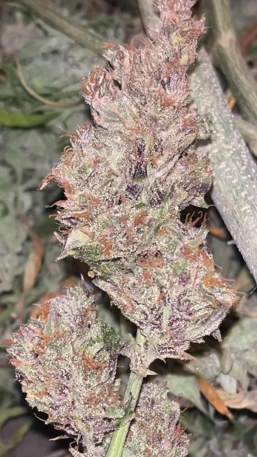 Zamnesia Autos in DWC