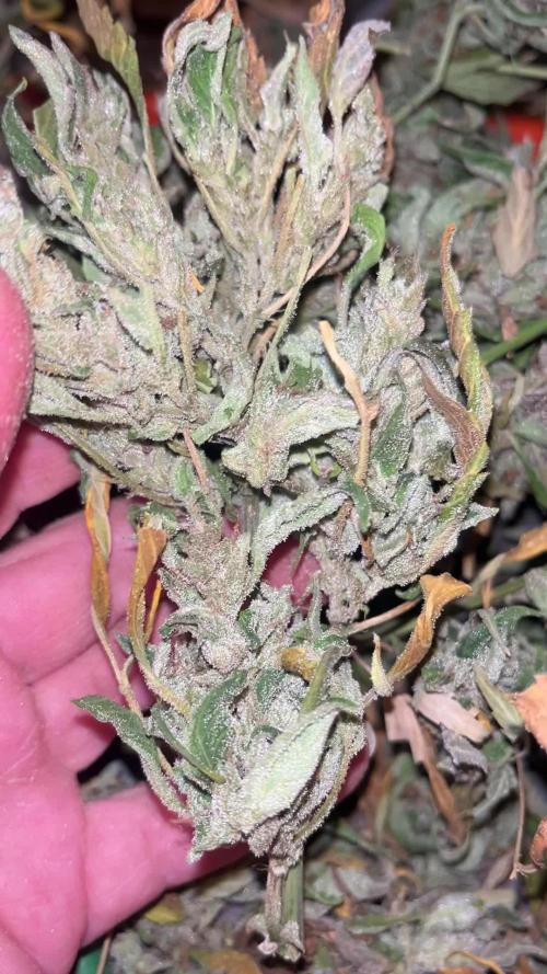 Zamnesia Autos in DWC