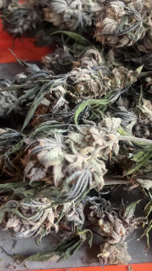 Photo fast buds papaya sherb