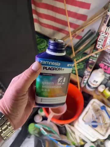 Eternity Cup Zamnesia Plagron Runtz