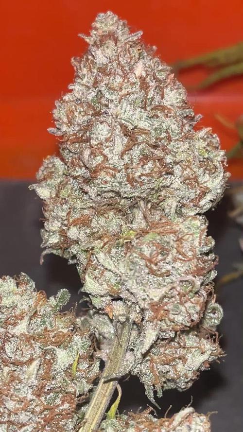 Orange President Auto mid flower beyond