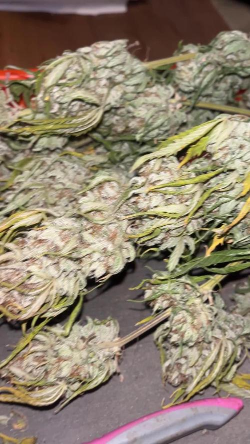 Orange President Auto mid flower beyond