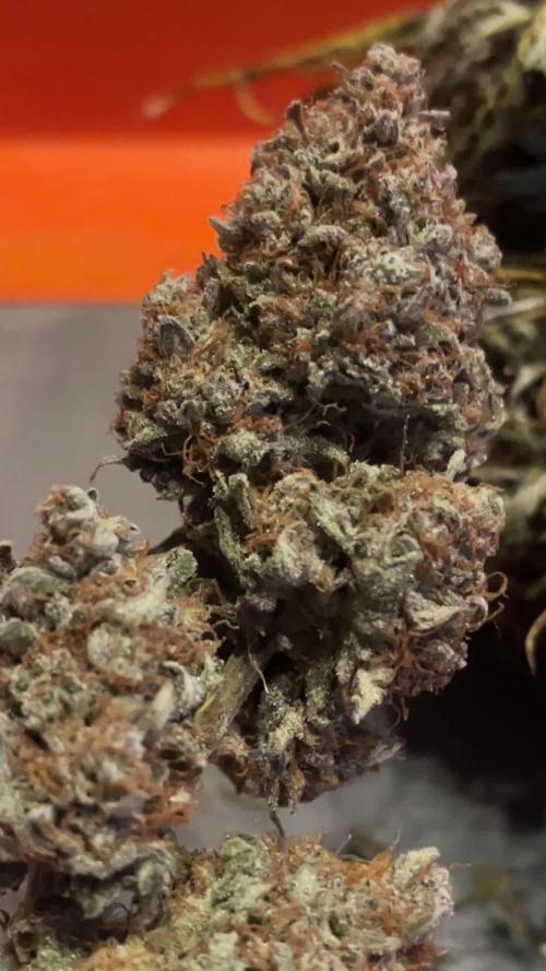 Orange President Auto mid flower beyond