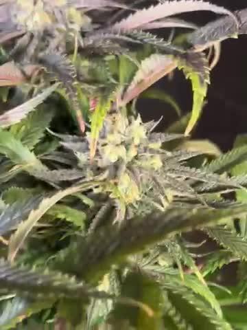 Eternity Cup Zamnesia Plagron Runtz