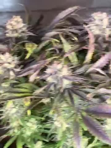 Eternity Cup Zamnesia Plagron Runtz