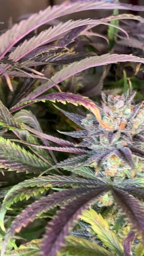 Eternity Cup Zamnesia Plagron Runtz