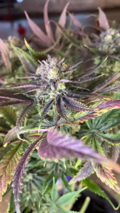 Eternity Cup Zamnesia Plagron Runtz