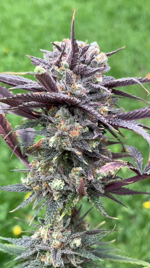 Eternity Cup Zamnesia Plagron Runtz