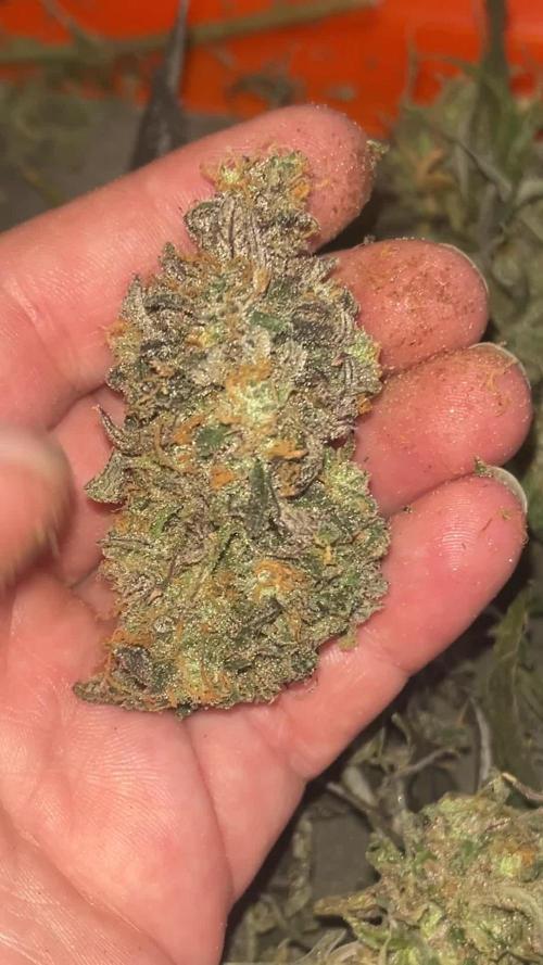 Eternity Cup Zamnesia Plagron Runtz