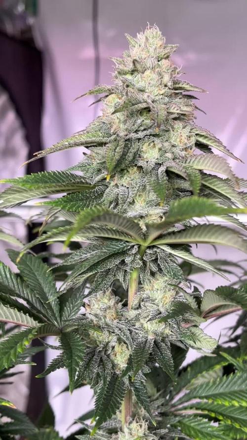Photoperiod- Fast Buds Gorilla Melon