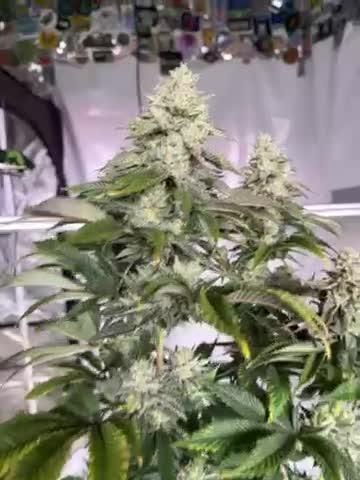 Photoperiod- Fast Buds Gorilla Melon