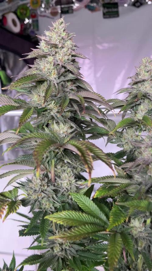 Photoperiod- Fast Buds Gorilla Melon