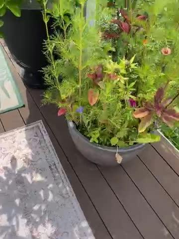 Outdoor FB Papaya Cookies