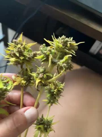 Outdoor FB Papaya Cookies