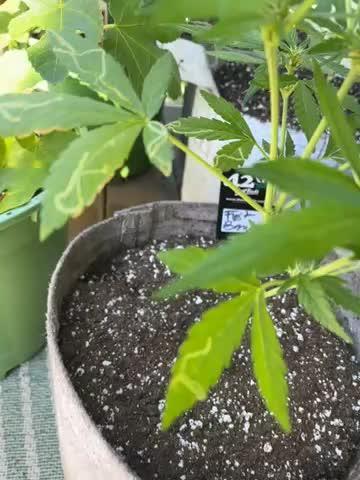 Outdoor Frost Banger FB