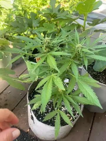 Outdoor Frost Banger FB