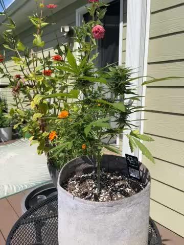 Outdoor Frost Banger FB