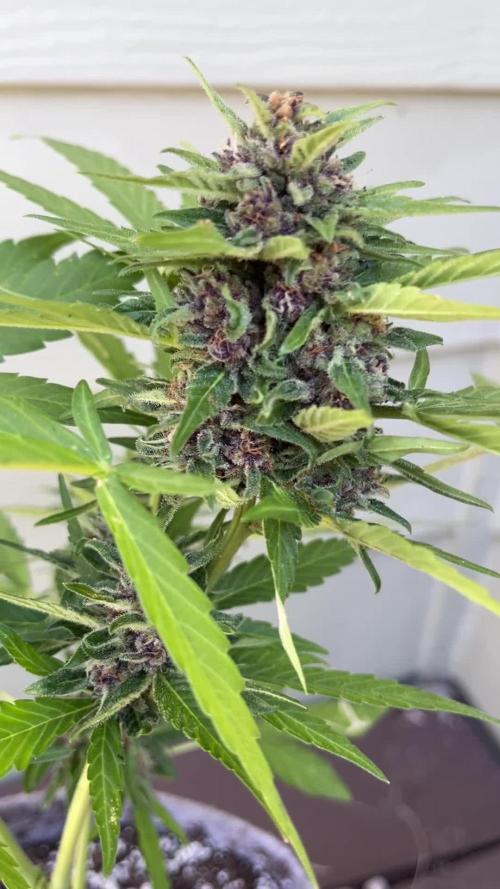 Outdoor Frost Banger FB