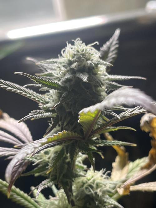 Lemon Cherry Runtz- fast buds photo!. Week 9