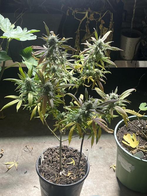 Lemon Cherry Runtz- fast buds photo!. Week 9
