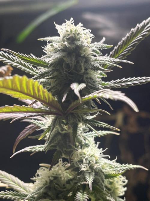 Lemon Cherry Runtz- fast buds photo!. Week 9