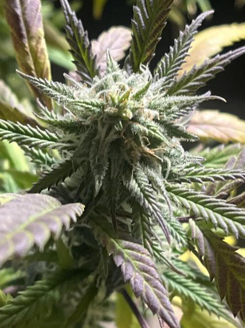 Lemon Cherry Runtz- fast buds photo!. Week 9