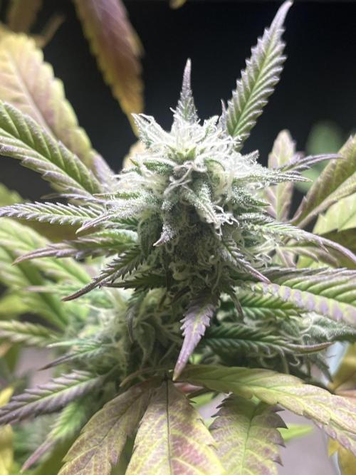 Lemon Cherry Runtz- fast buds photo!. Week 9