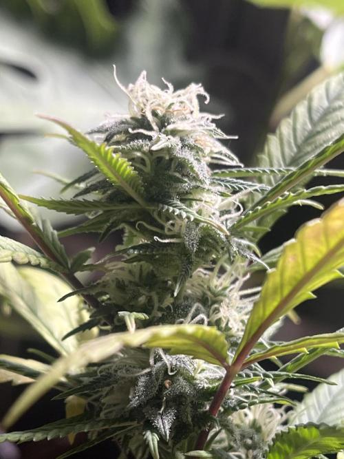 Lemon Cherry Runtz- fast buds photo!. Week 9