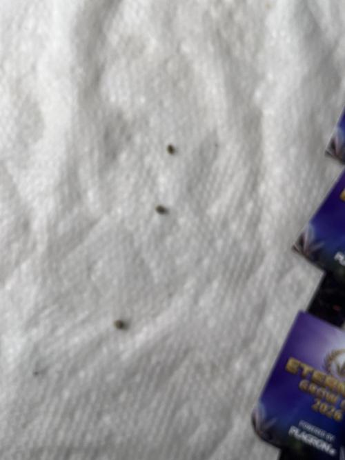 Eternity CUP 2026 Sticky Broccoli Zam Ph. Week 0