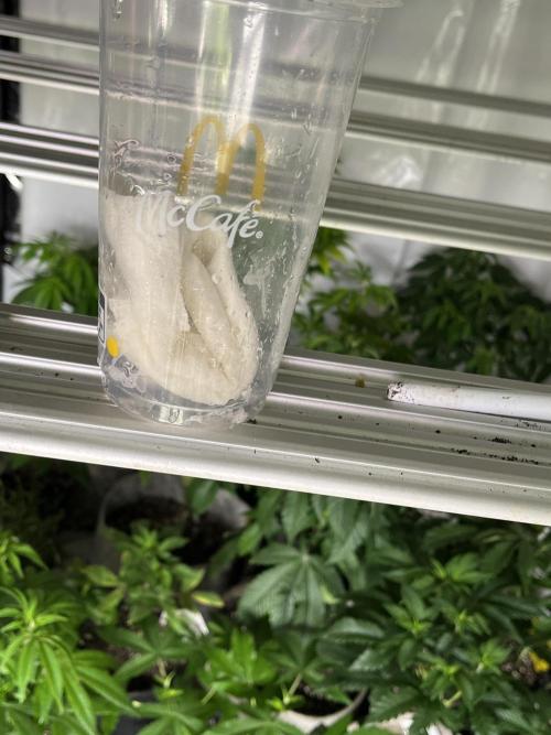 Eternity CUP 2026 Sticky Broccoli Zam Ph. Week 0